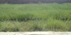 Plot/ Land in Rajatalab Varanasi