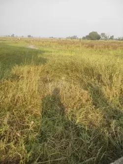 Plot/ Land in Chhoti Pahari Patna