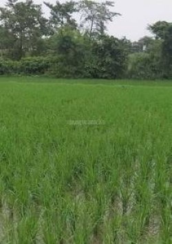 Plot/ Land in Faizabad Road Ayodhya