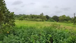 Plot/ Land in Pernem Goa