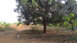 Plot/ Land in Bainguinim Goa