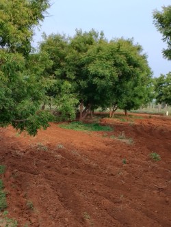 Plot/ Land in Sivakasi Virudhunagar