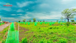 Plot/ Land in Narayankhed Sangareddy